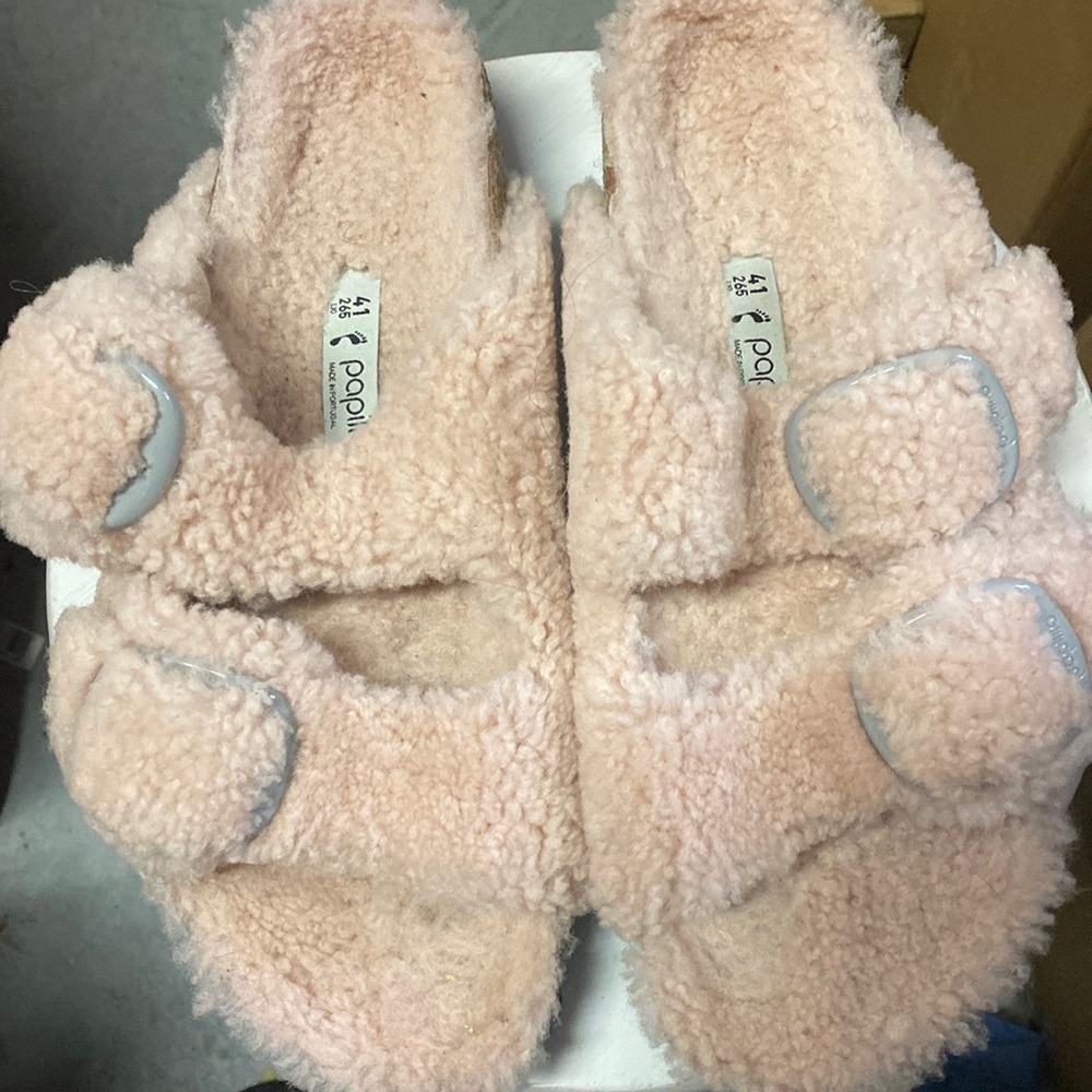 Papillio Arizona Big Buckle teddy rose pap 10n